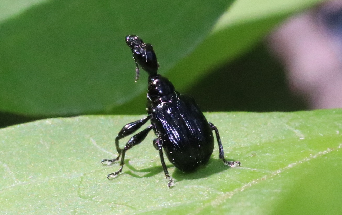 ヒメクロオトシブミ 【No.1206】｜WEB生物図鑑（昆虫）