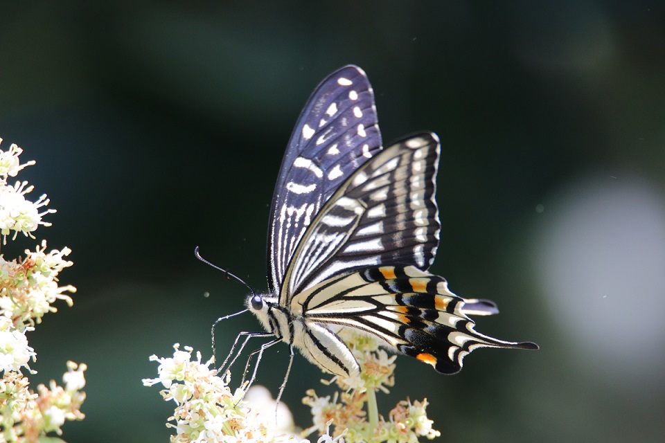 ナミアゲハ　【No.107】　Papilio xuthus