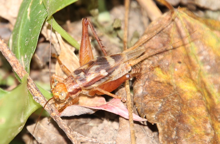キマダラマツムシ　【No.1534】　Cardiodactylus guttulus