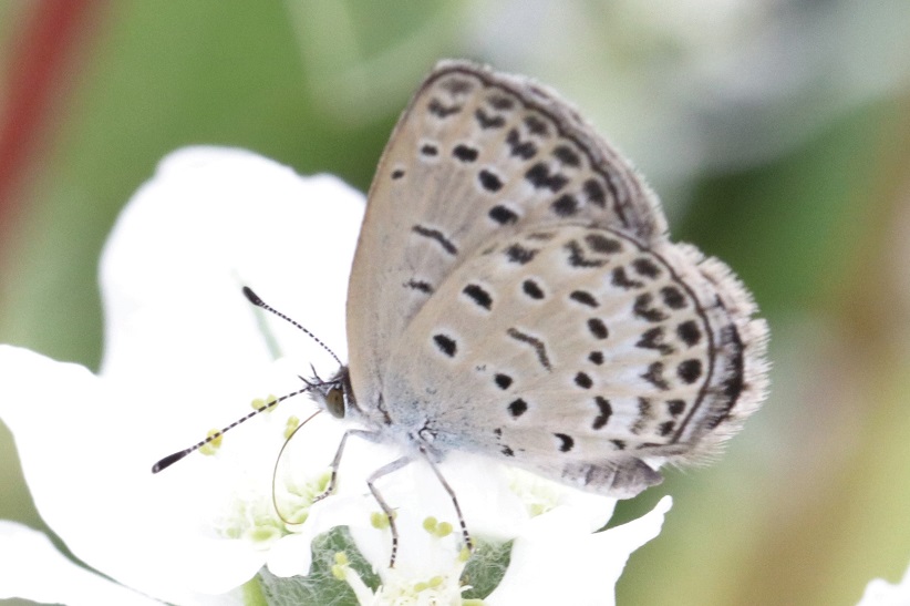 ヤマトシジミ　【No.6】　Zizeeria maha