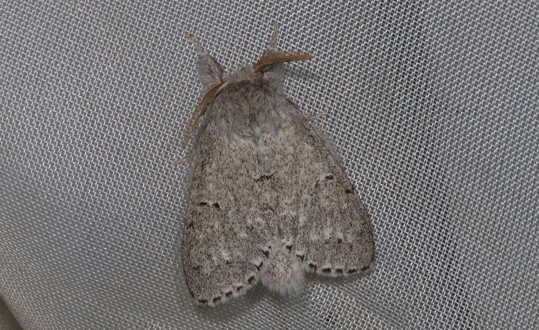 バイバラシロシャチホコ【No.2998】　Cnethodonta grisescens