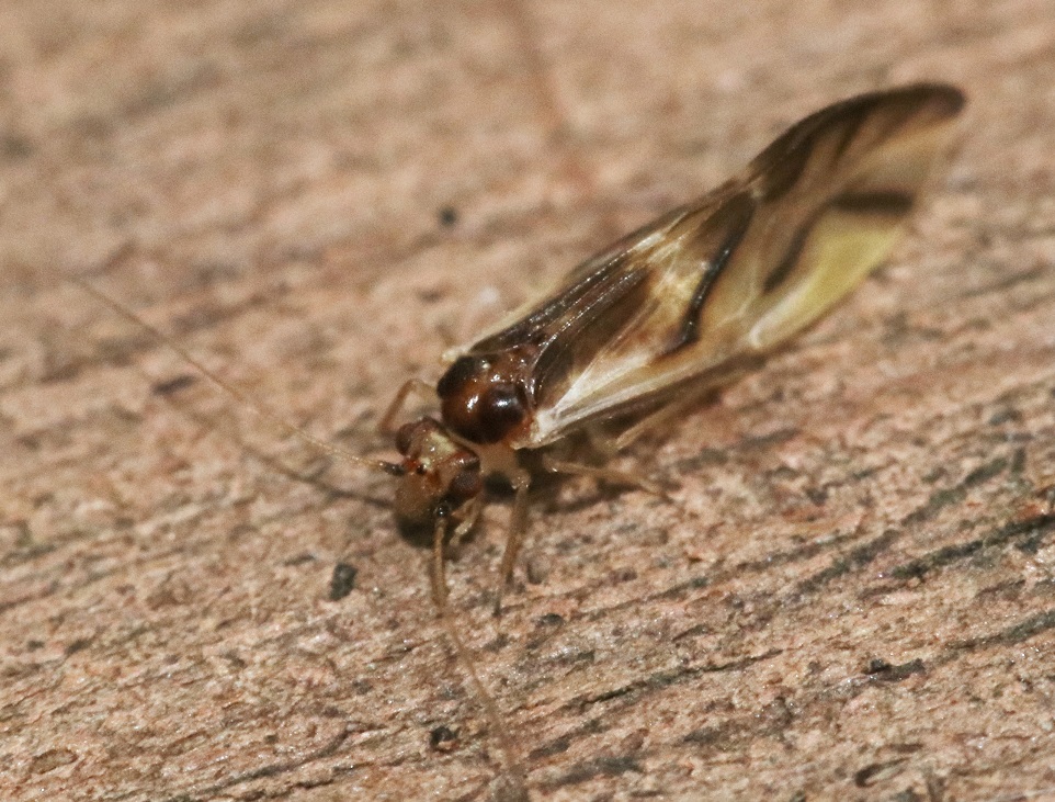 ケチャタテの一種【No.3085】　Valenzuela scriptus