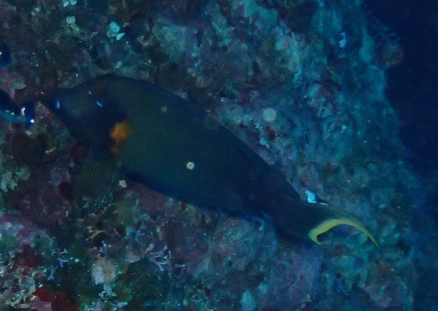クログチニザ【No.1011】　Acanthurus pyroferus