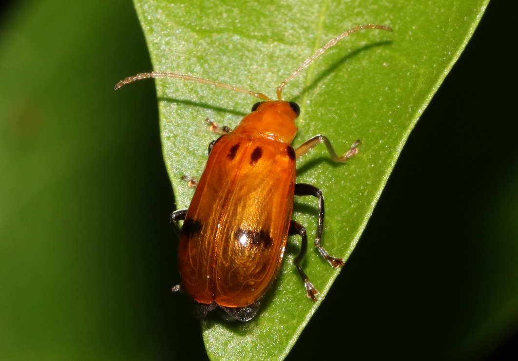 フタイロウリハムシ【No.85】　Aulacophora bicolor