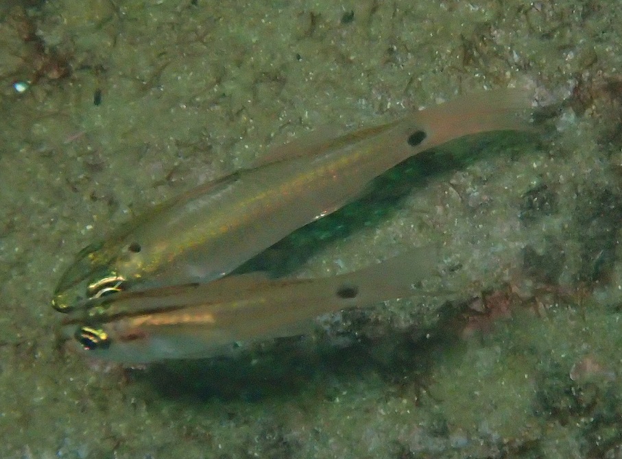 ネンブツダイ【No.231】　Ostorhinchus semilineatus