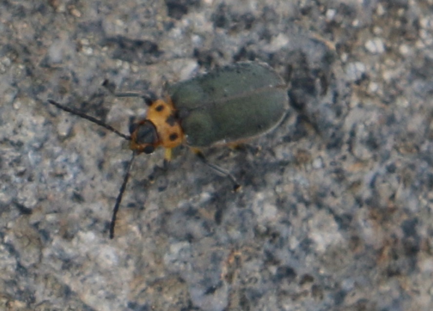 イタヤハムシ【No.237】　Pyrrhalta fuscipennis