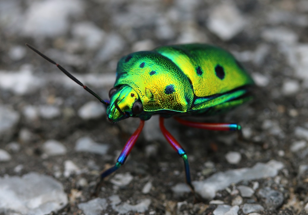 ナナホシキンカメムシ　Calliphara excellens