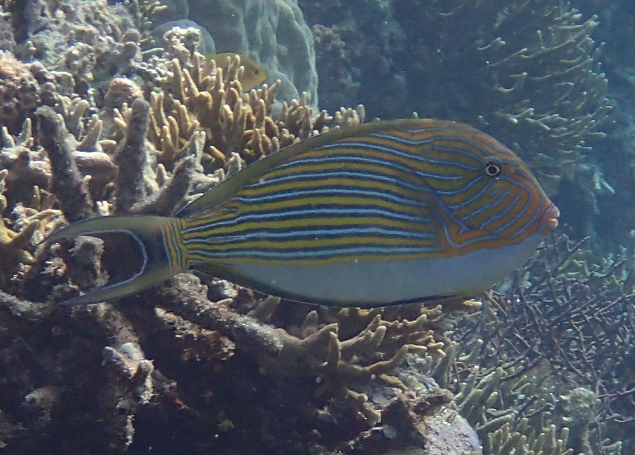 ニジハギ【No.1054】　Acanthurus lineatus