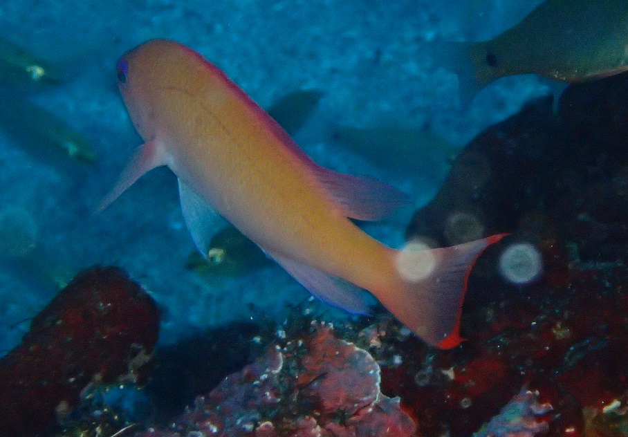 ケラマハナダイ【No.1064】　Pseudanthias hypselosoma