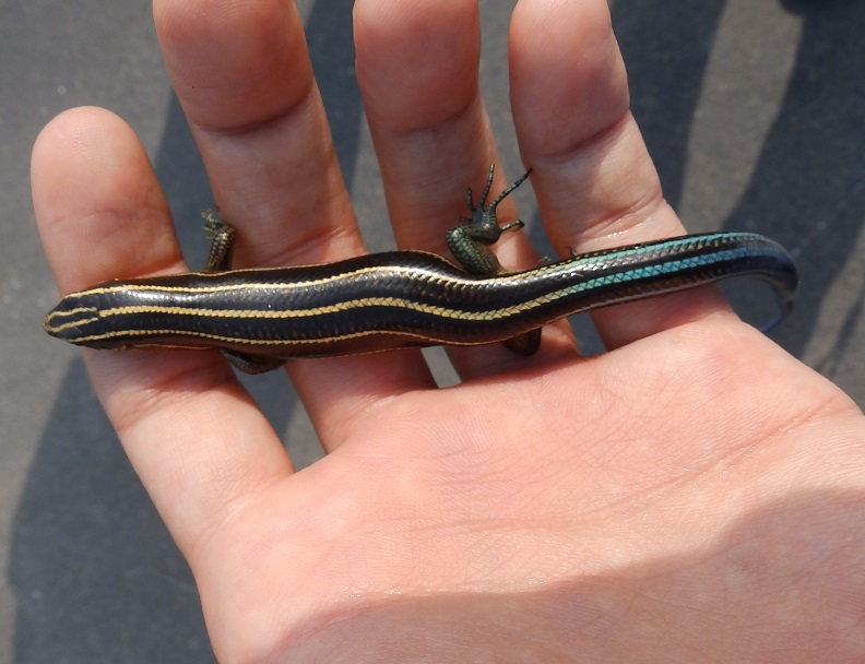 アオスジトカゲ【No.83】　Plestiodon elegans