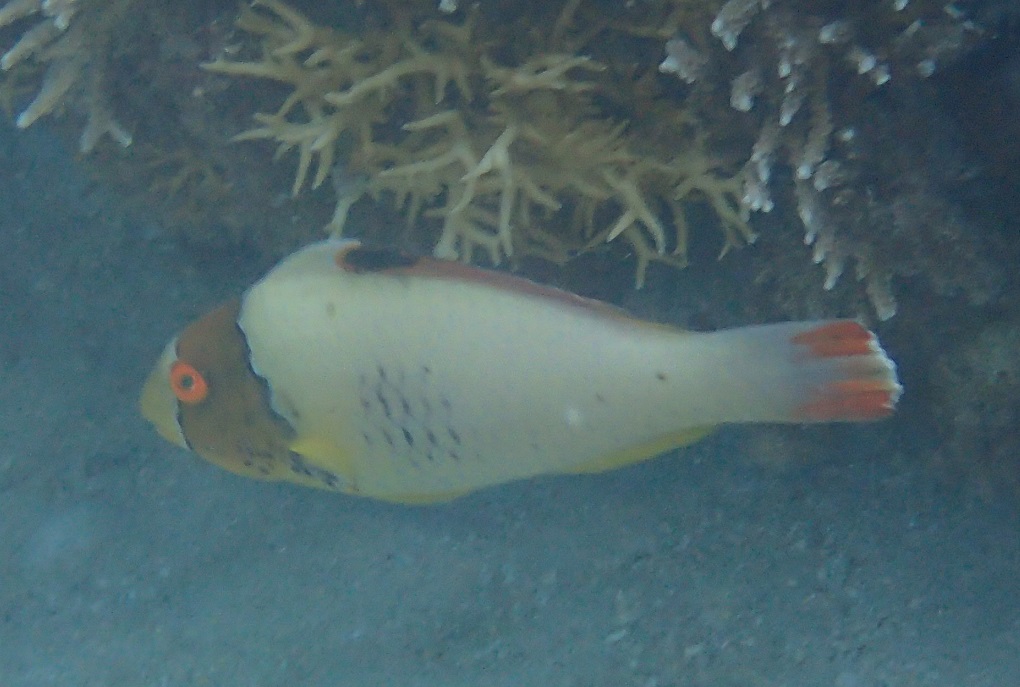 イロブダイ【No.916】　Cetoscarus ocellatus