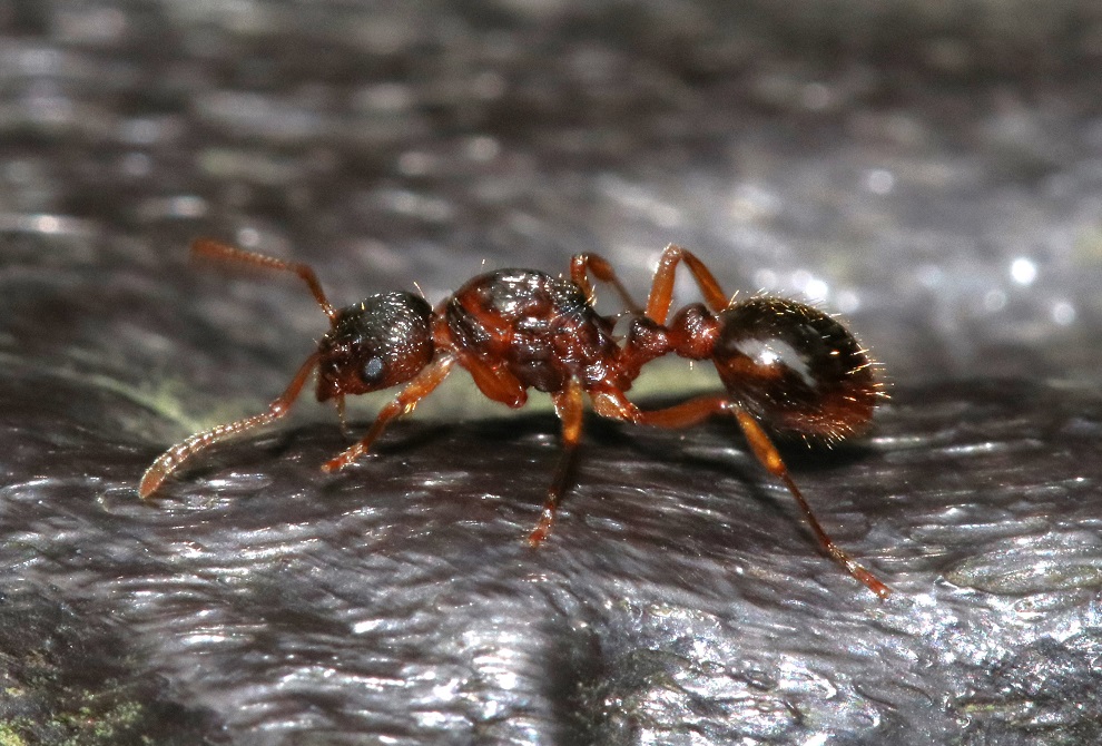 ハラクシケアリ【No.1976】　Myrmica ruginodis