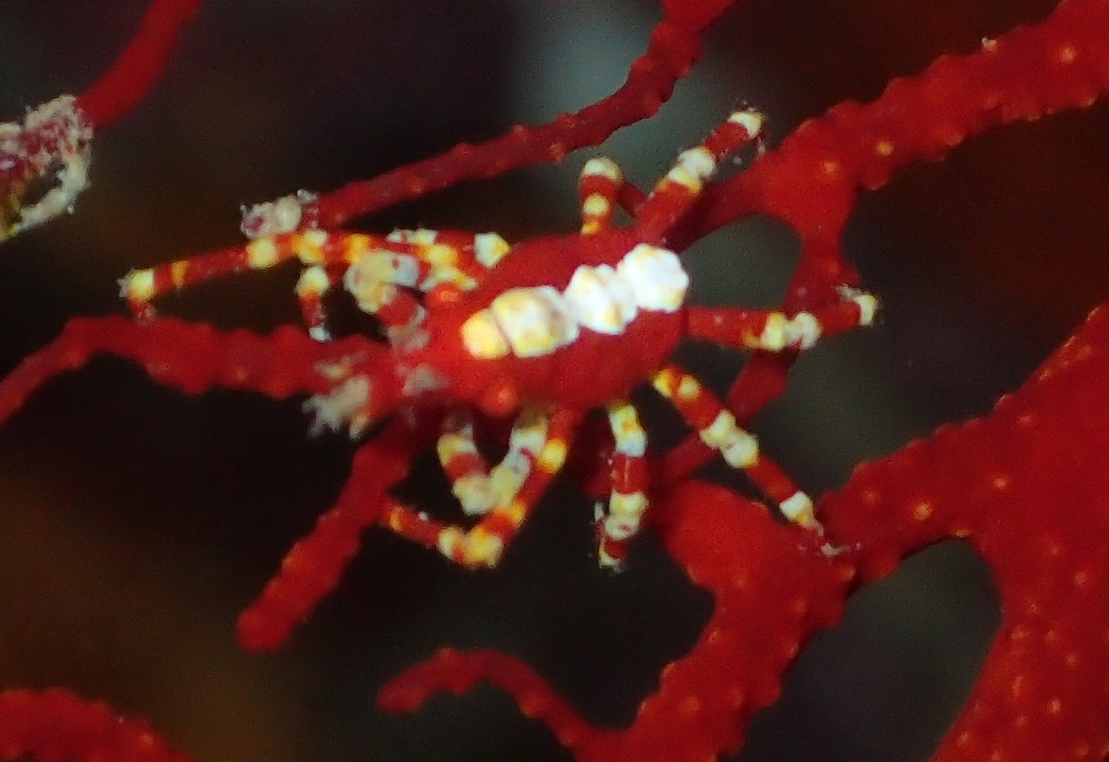 イソバナガニ【No.1509】　Xenocarcinus tuberculatus