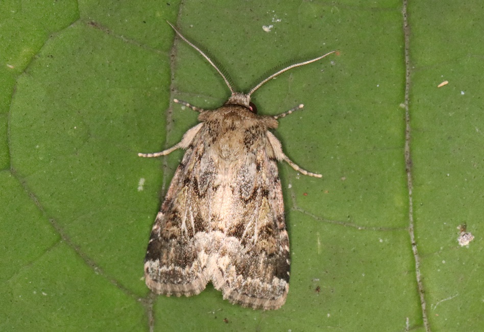 スジキリヨトウ【No.1832】