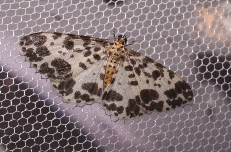 クロフシロエダシャク【No.3304】