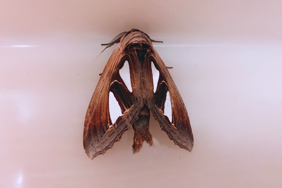 ギンモンスズメモドキ【No.1901】