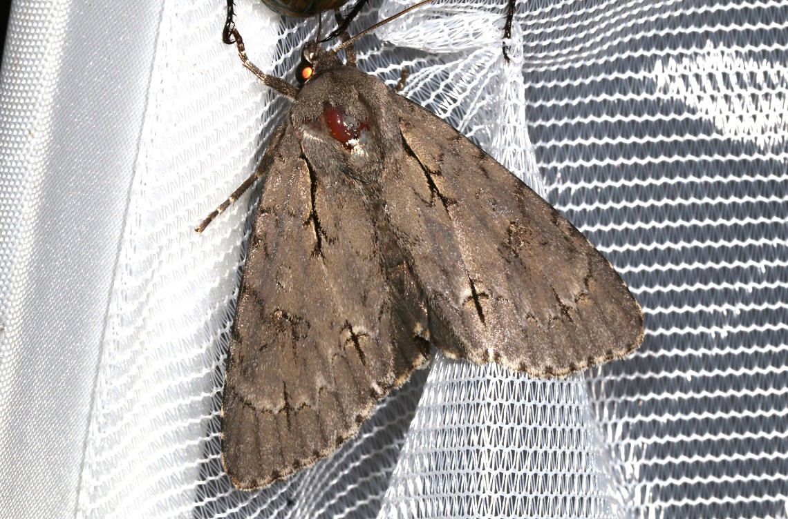 オオケンモン【No.2491】