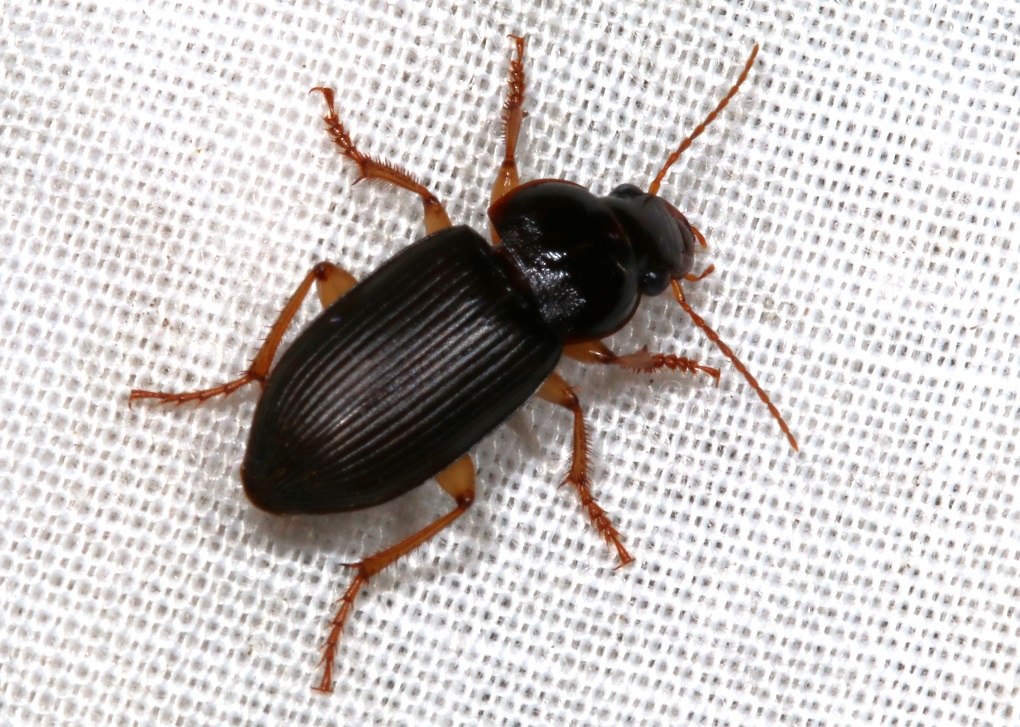 ウスアカクロゴモクムシ【No.2493】