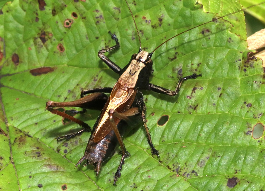 ミヤマヒメギス【No.1537】