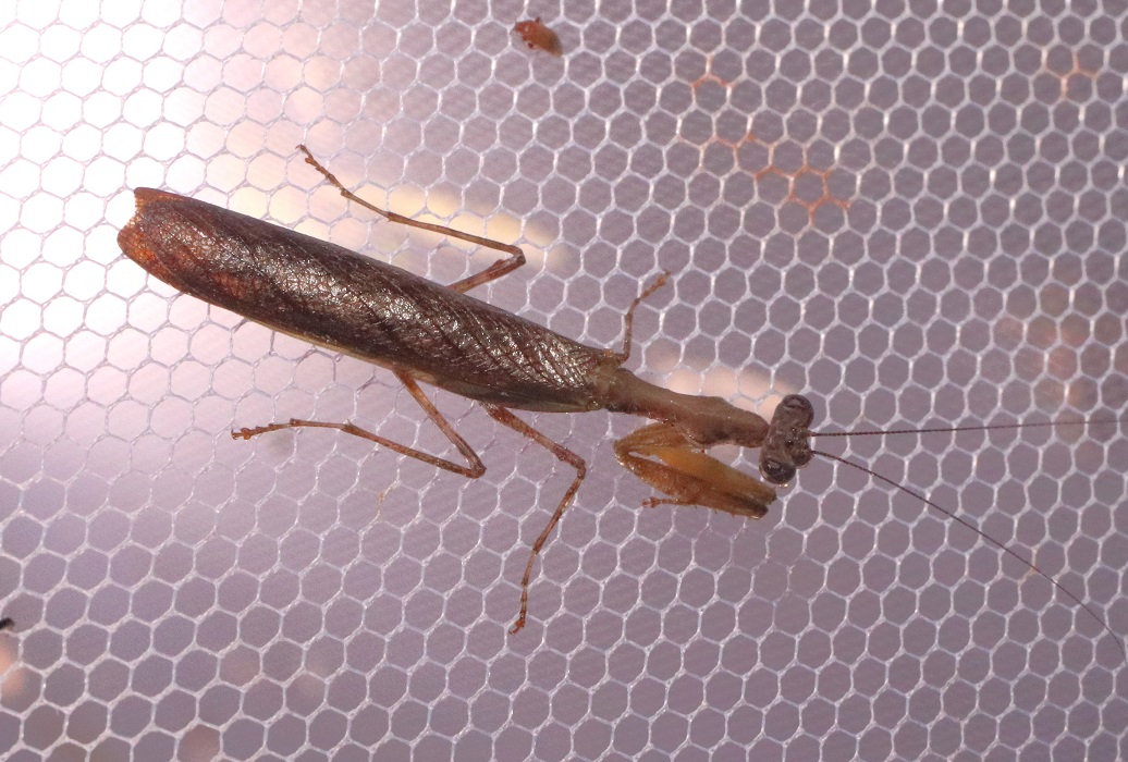 ヒメカマキリ【No.3305】