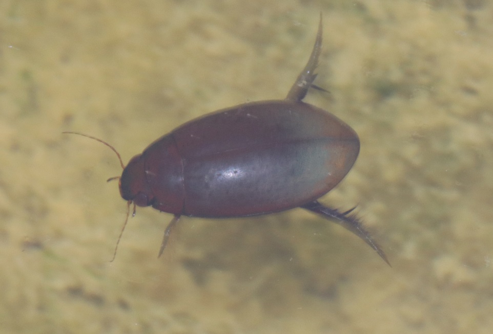 トビイロゲンゴロウ【No.2305】