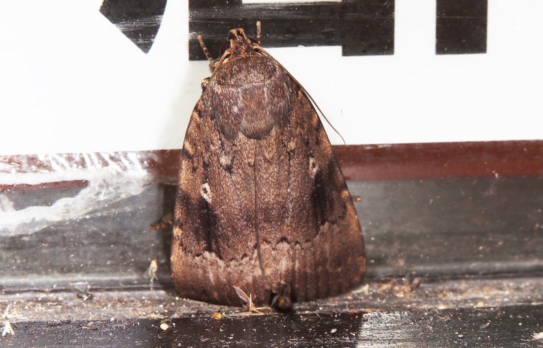 シマカラスヨトウ【No.2306】