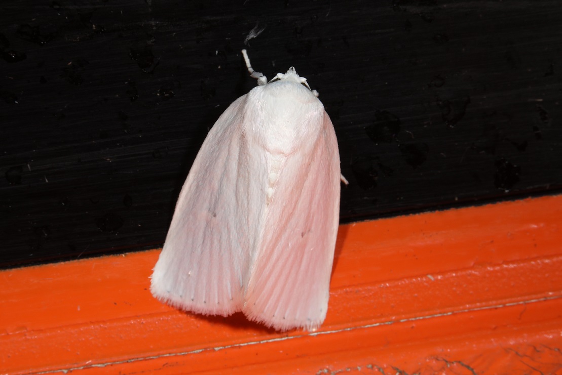 ハルタギンガ【No.2307】