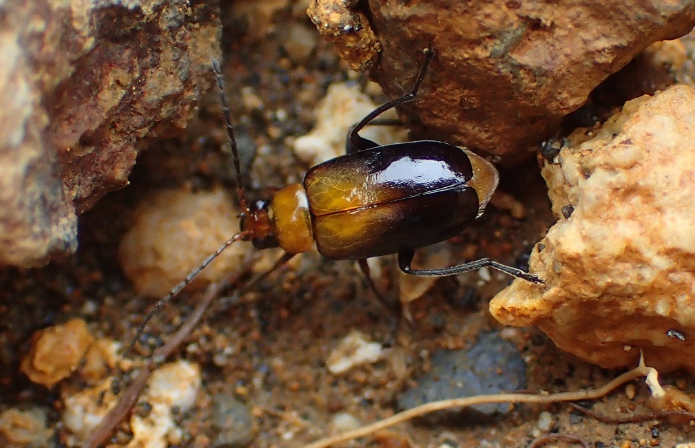 ウリハムシモドキ【No.2309】