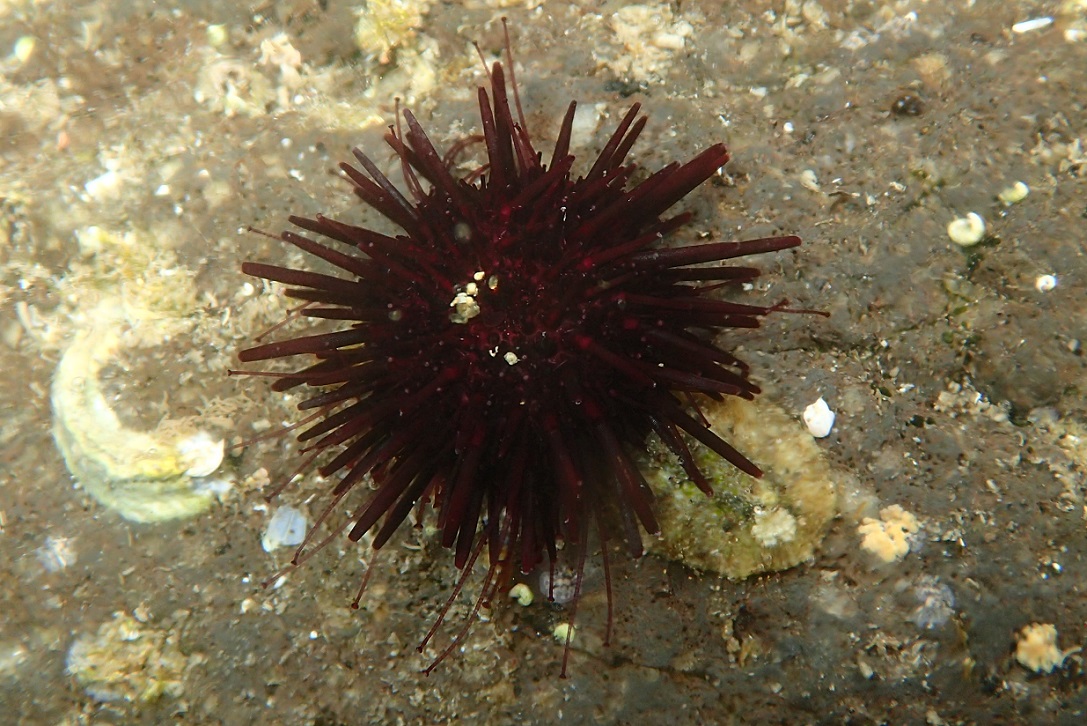 ムラサキウニ【No.1748】