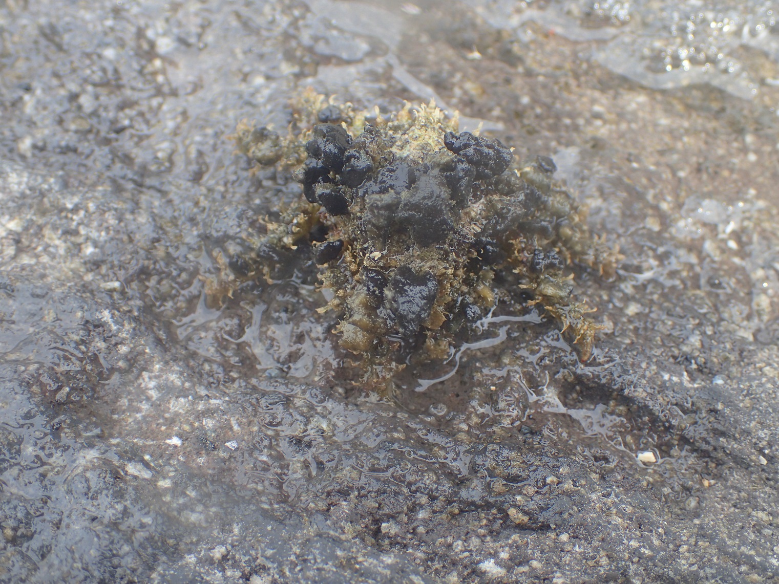 モクズショイ【No.1749】