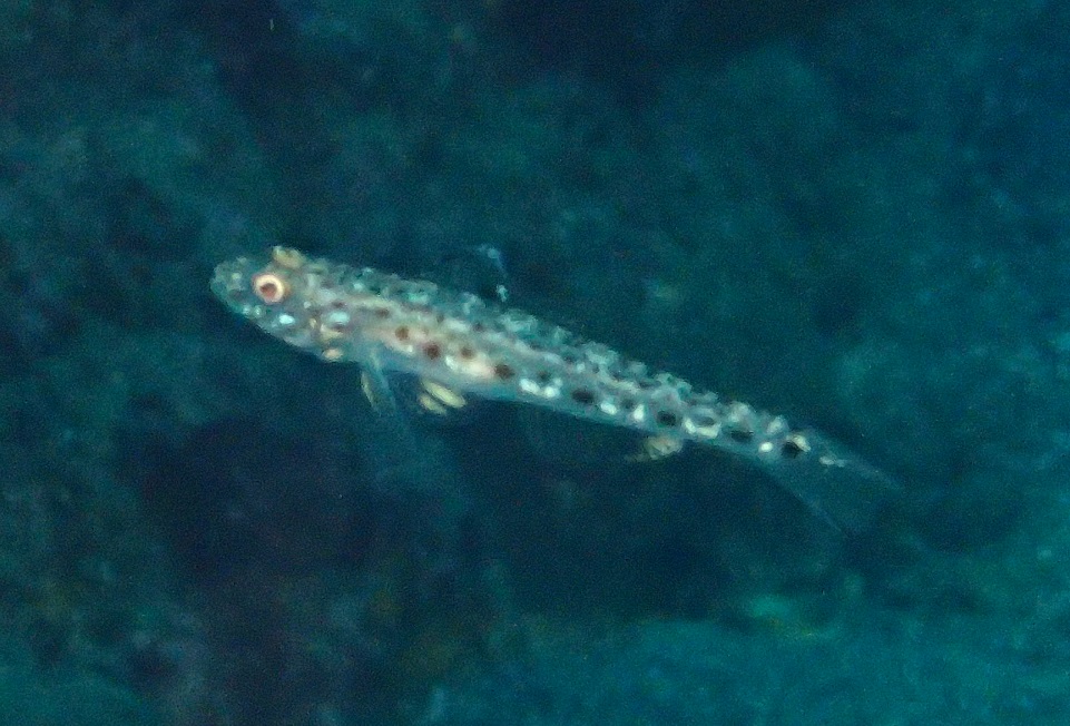 サビハゼ【No.1751】