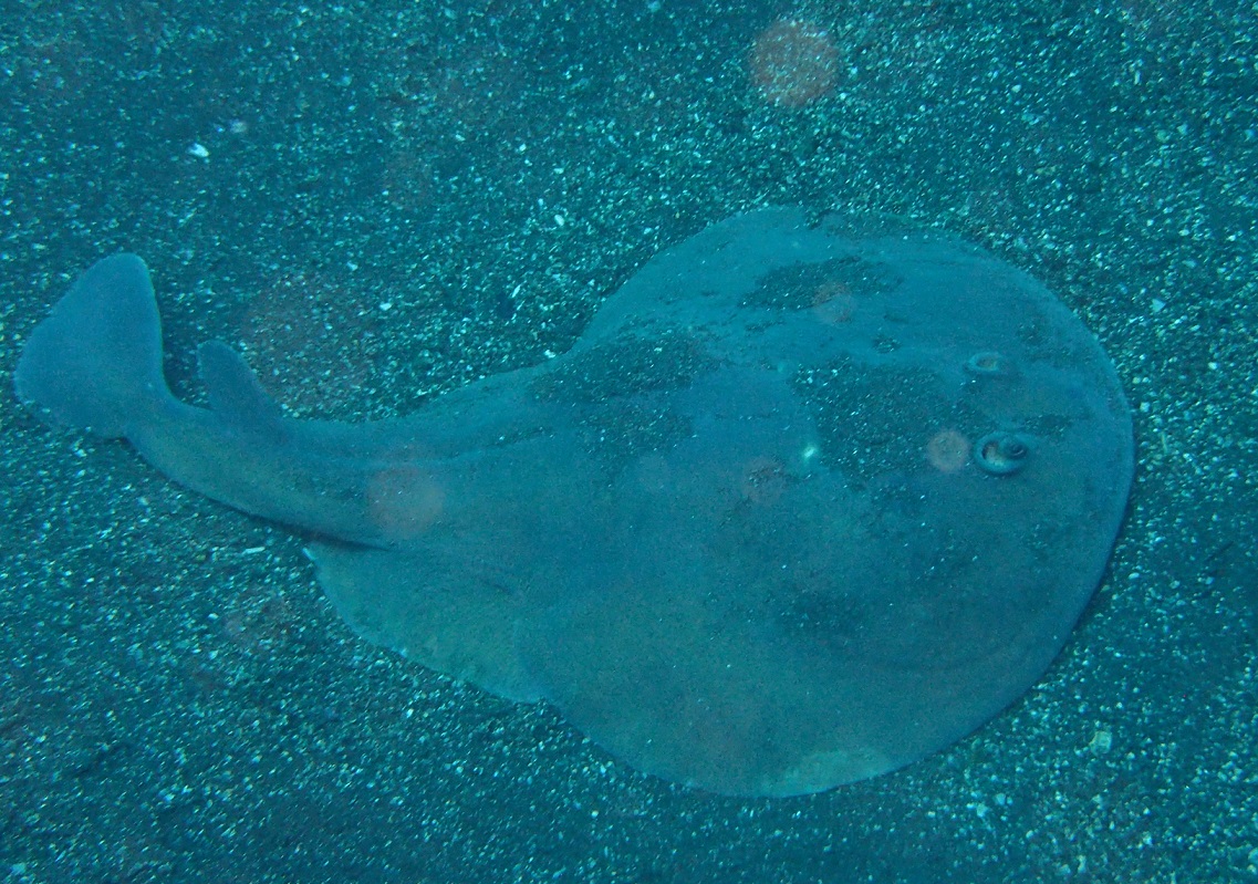 シビレエイ【No.1752】