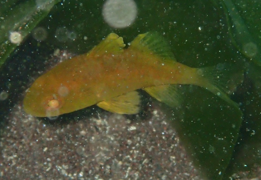 クロイシモチ【No.1753】