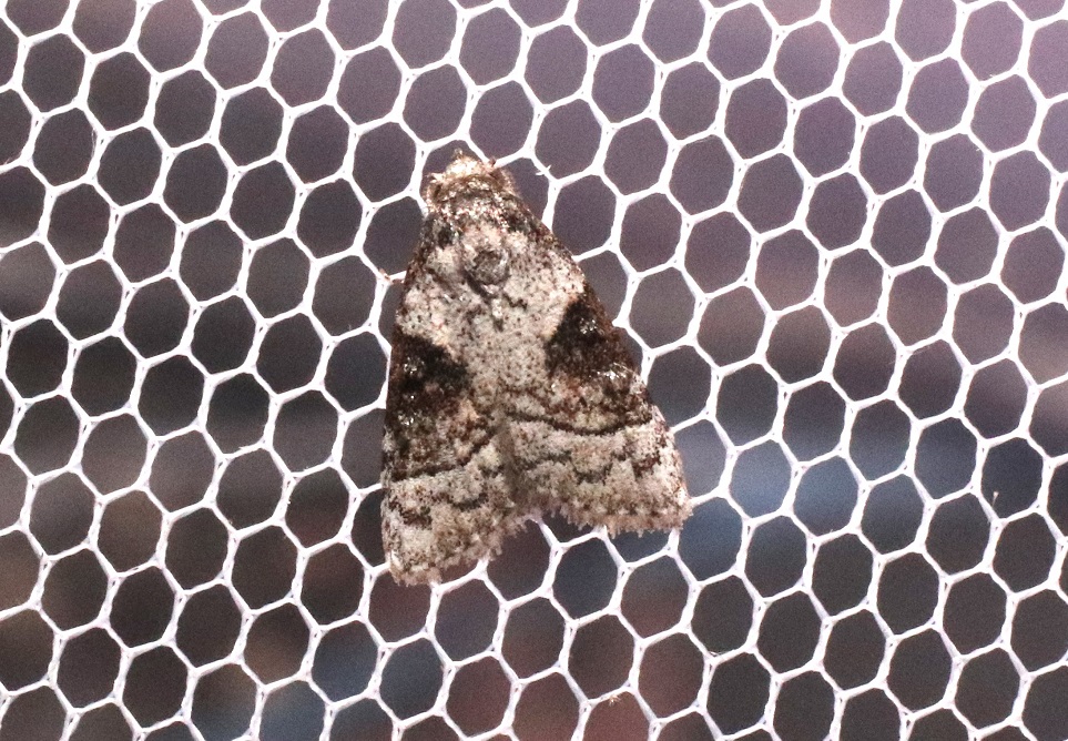 イナズマコブガ【No.3306】