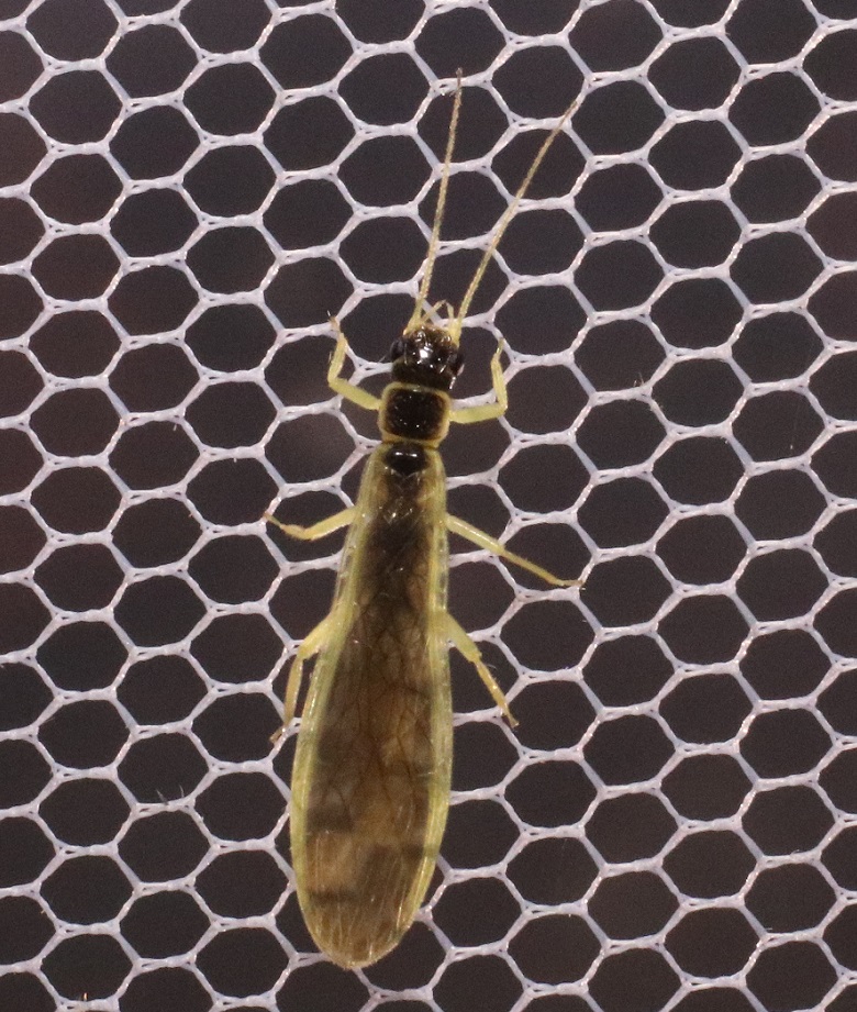 キアシコナガカワゲラ【No.3307】