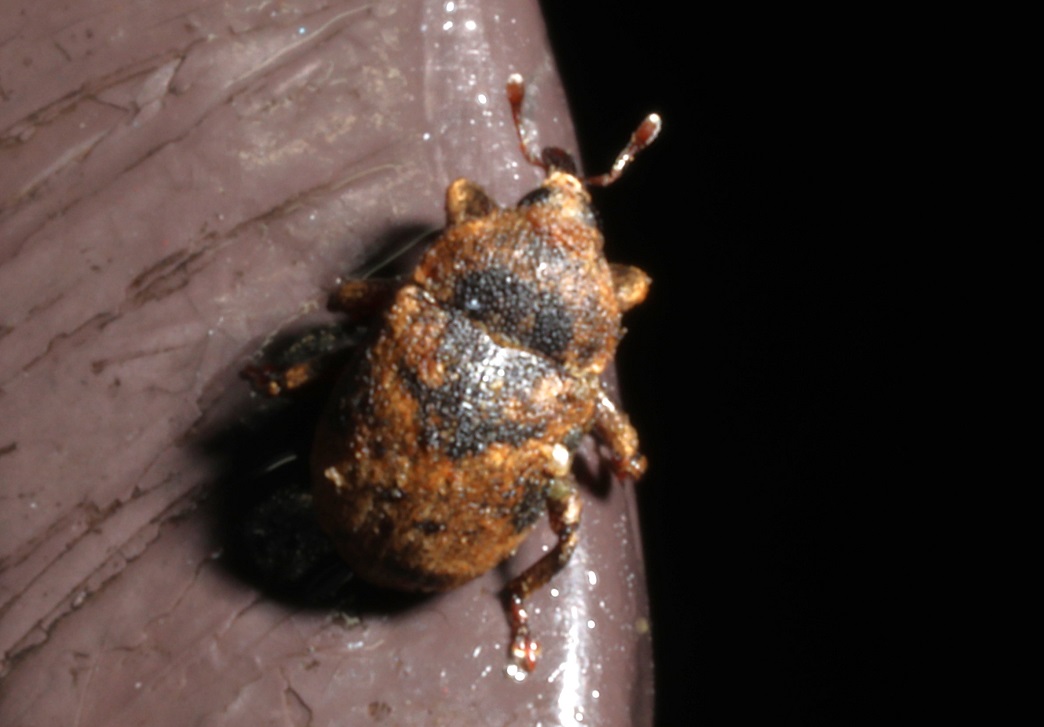 タカオマルクチカクシゾウムシ【No.2159】