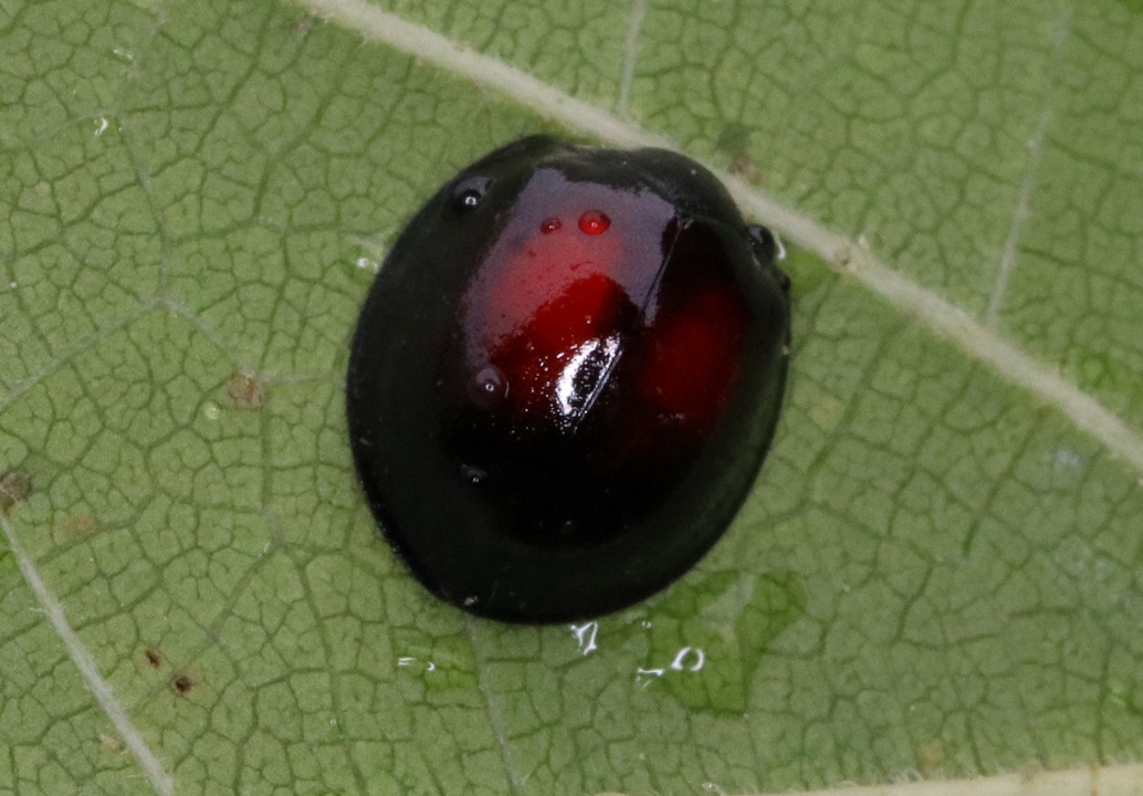 アカホシテントウ【No.1828】
