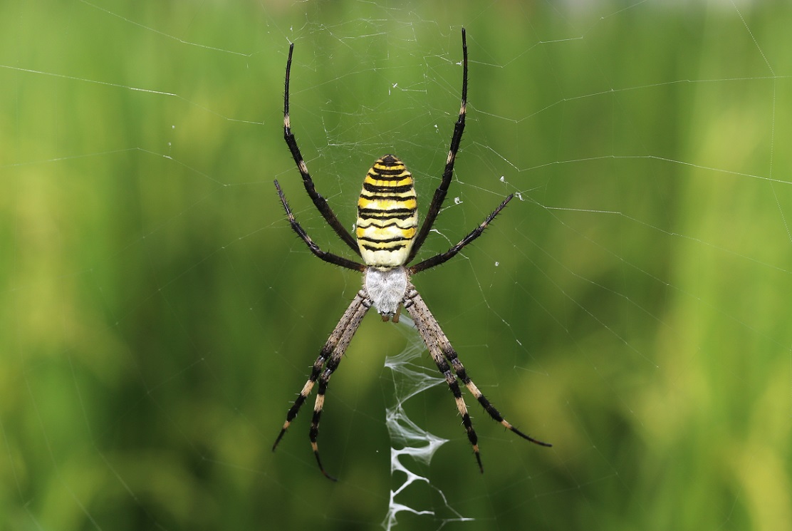 ナガコガネグモ【No.1546】