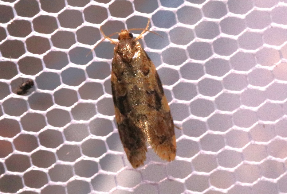 キノコヒモミノガ【No.3309】