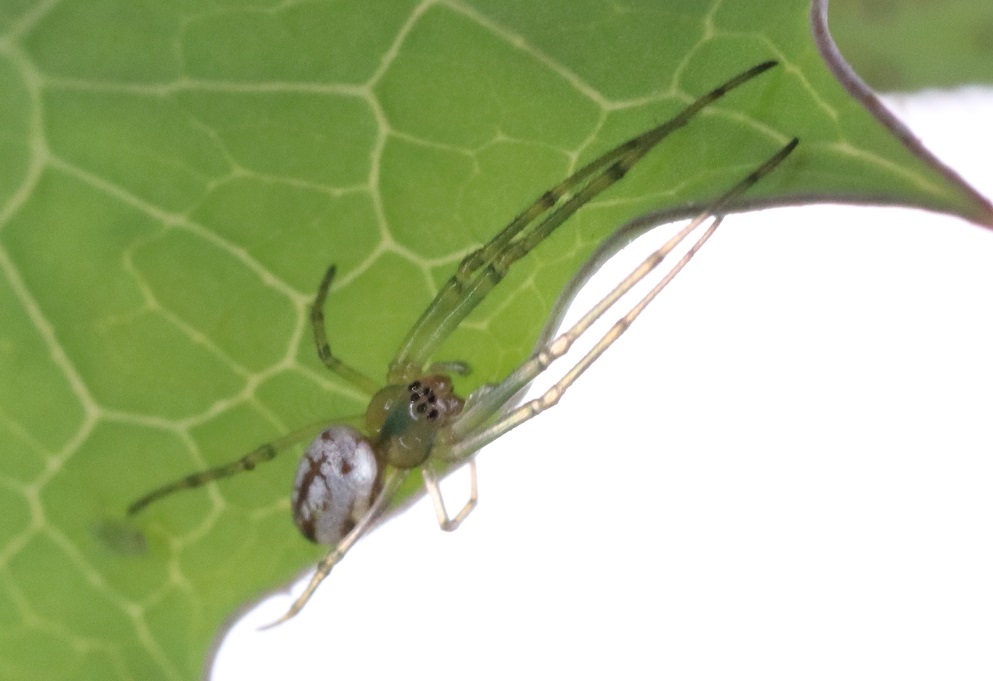 チュウガタシロカネグモ【No.1638】