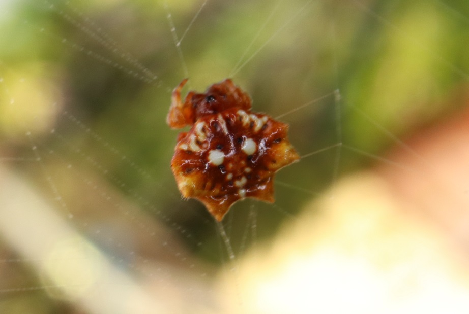 チブサトゲグモ【No.1645】