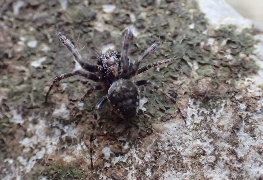 ホシマメオニグモ【No.1659】