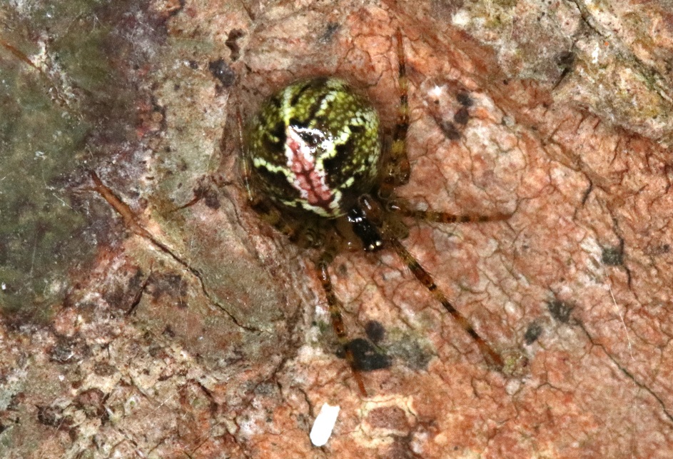 ユノハマヒメグモ【No.1661】