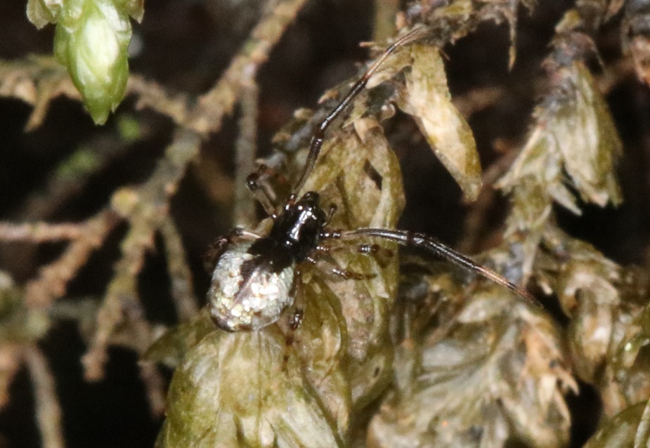 シロカネイソウロウグモ【No.1672】