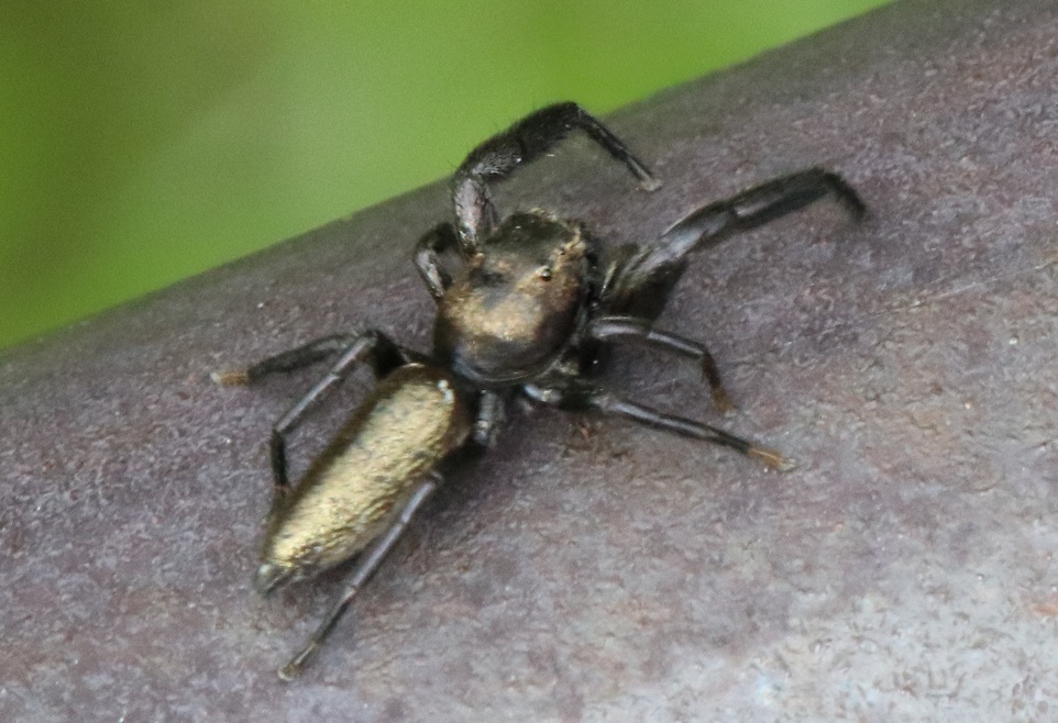 オスクロハエトリ【No.1714】