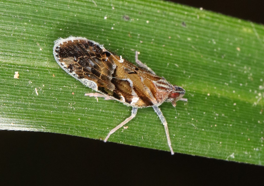 オビカワウンカ【No.1774】