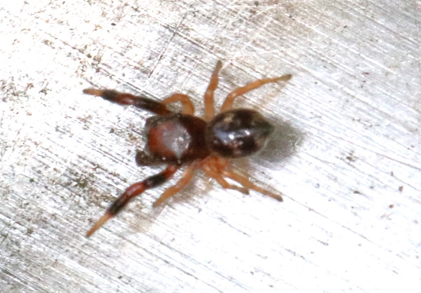 キレワハエトリ【No.1766】