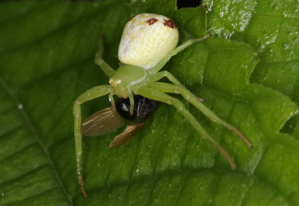 ハナグモ【No.1833】
