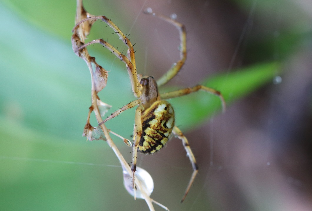 ドヨウオニグモ【No.1837】