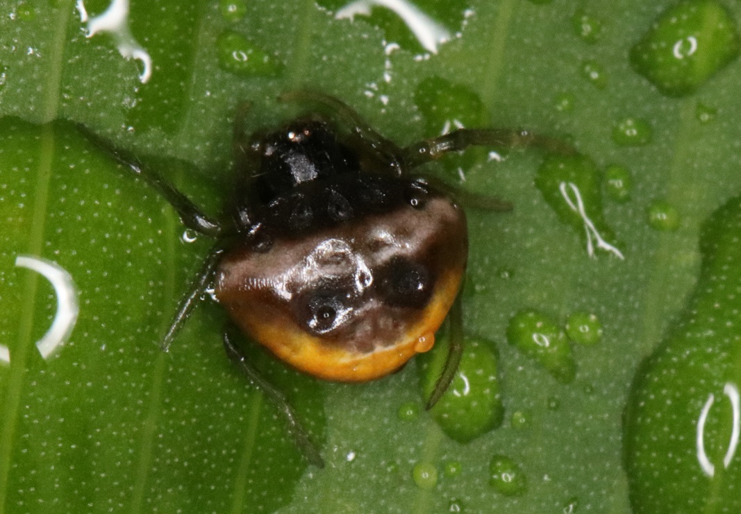 シロオビトリノフンダマシ【No.1839】